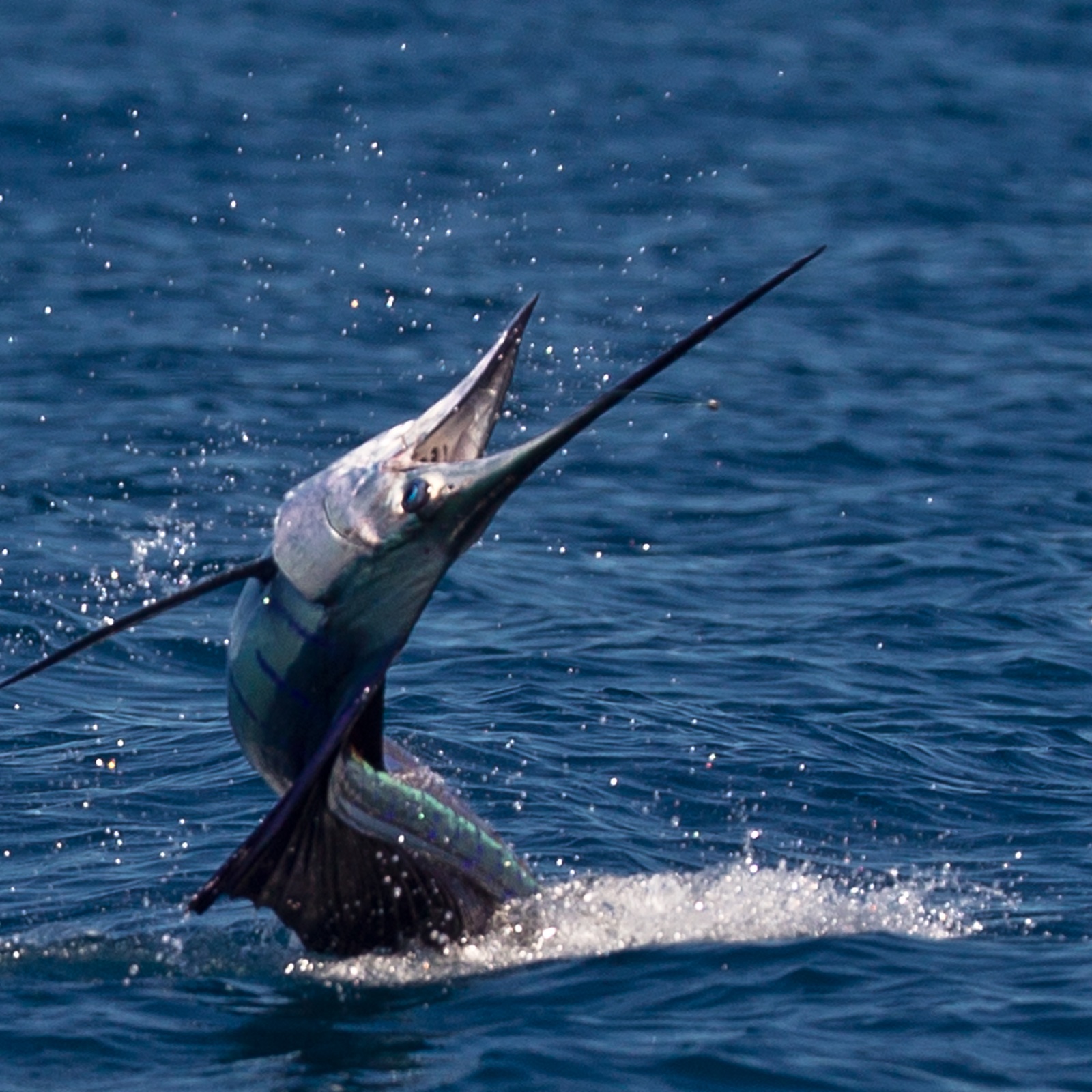 Espadon Voilier Espadon Animaux Voilier