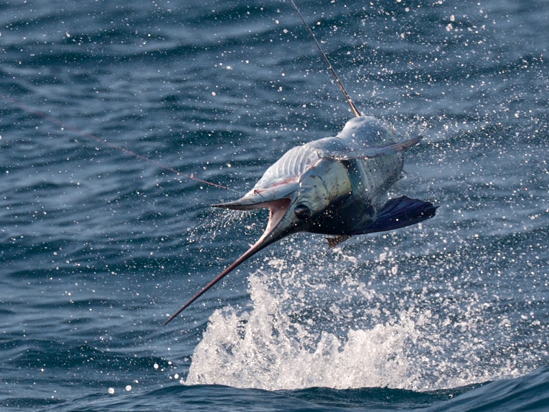 Espadon voilier à Madagascar, le poisson le plus rapide du monde
