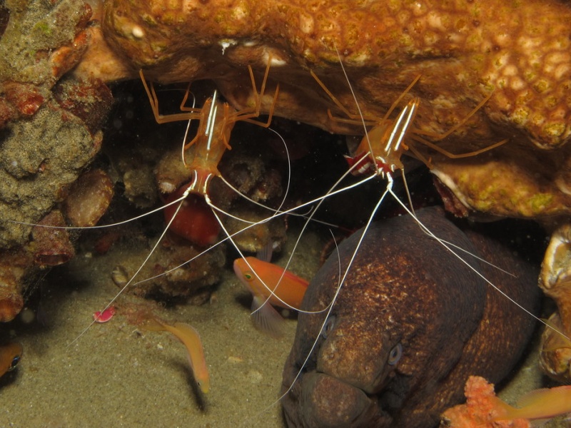 La murène entretient une relation commensale avec les crevettes nettoyeuses
