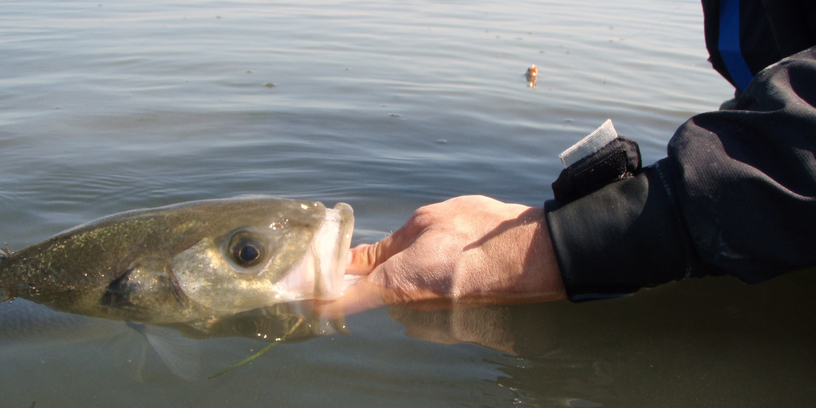 Se saisir du poisson par la gueule permet d’éviter de lui ôter du mucus