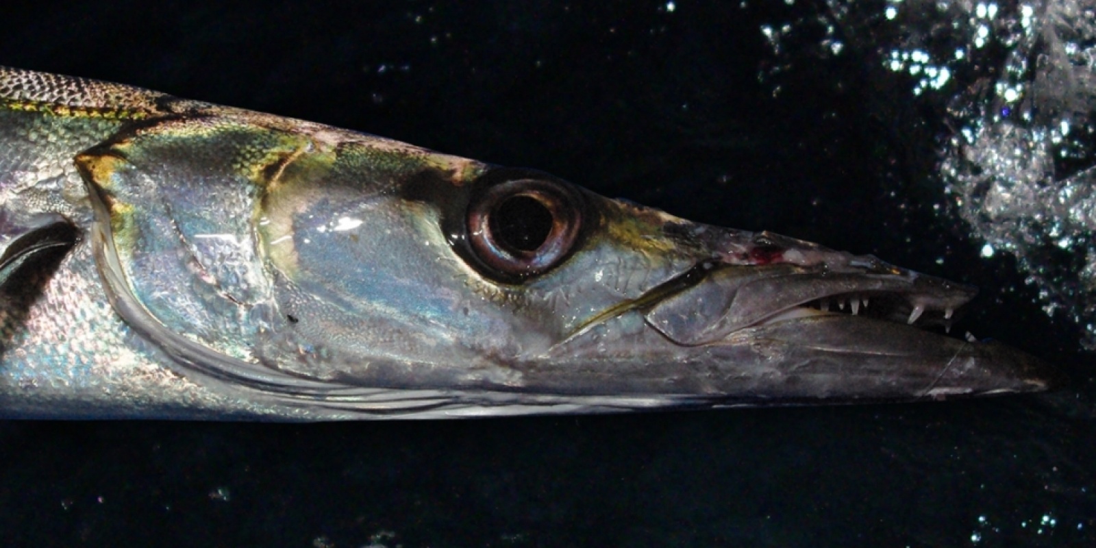 Pêche d'un barracuda, vue sous l'eau