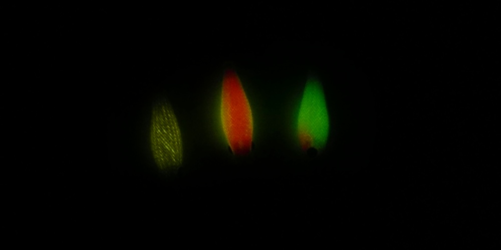 Dans le noir total, la non phospho disparaît complètement pendant que les 3 autres s'illuminent.
