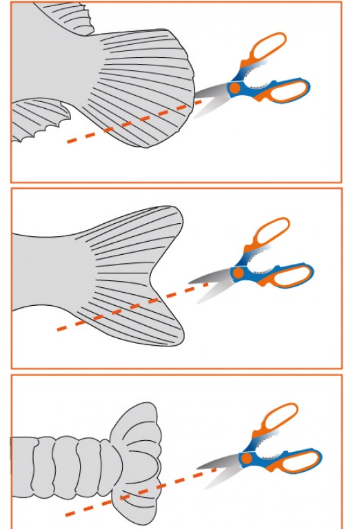 Comment couper la queue des poissons