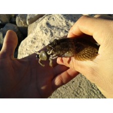 crabe-ecogear-3.jpg crabe-ecogear-3.jpg
