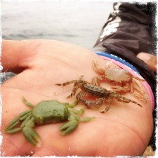 crabe-ecogear.jpg crabe-ecogear.jpg