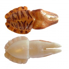 leurre-cyl-artesano-chococyl-seiche-100mm-vue-dessus-dessous.jpg leurre-cyl-artesano-chococyl-seiche-100mm-vue-dessus-dessous.jpg