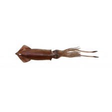 leurre-savage-salt-3d-swim-squid-95mm-brown-uv.jpg leurre-savage-salt-3d-swim-squid-95mm-brown-uv.jpg