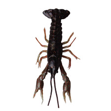 leurre-savagear-3d-crayfish-22.5-cm-2.jpg leurre-savagear-3d-crayfish-22.5-cm-2.jpg