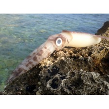 leurre-souple-top-sea-squidart-leviatan-2.jpg leurre-souple-top-sea-squidart-leviatan-2.jpg