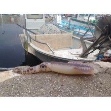 leurre-souple-top-sea-squidart-leviatan-3.jpg leurre-souple-top-sea-squidart-leviatan-3.jpg