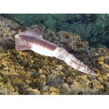 leurre-souple-top-sea-squidart-leviatan.jpg leurre-souple-top-sea-squidart-leviatan.jpg
