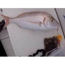 madai-marechal-peche-pagre.jpg madai-marechal-peche-pagre.jpg