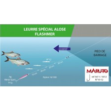 special-alose-flashmer-3.jpg special-alose-flashmer-3.jpg