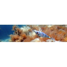 turlutte-dtd-wounded-fish-70mm-9.jpg