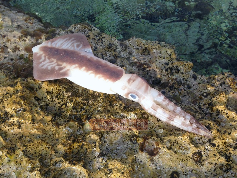 leurre-souple-top-sea-squidart-leviatan.jpg
