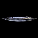 jig-zeake-s-bit-40g-084.jpg