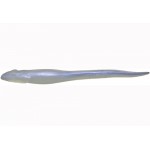 leurre-hazedong-couleur-ghost-shad-solid.jpg
