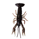 leurre-savagear-3d-crayfish-22.5-cm-2.jpg