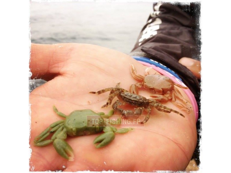 crabe-ecogear.jpg