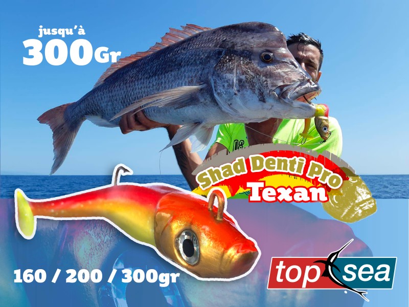 Vue 5) Leurre Top Sea Shad Denti Pro Texan