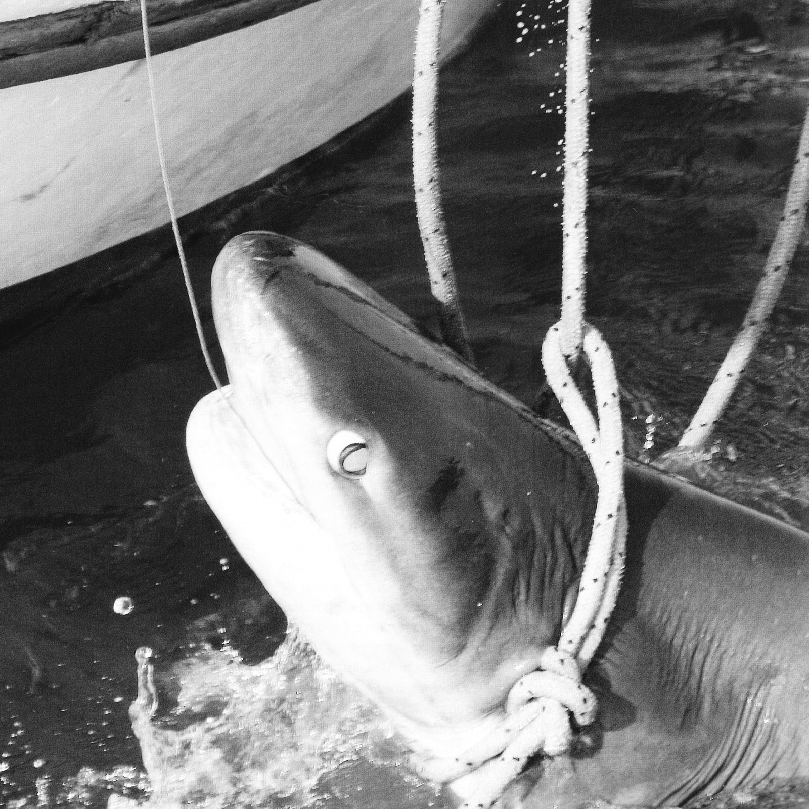 Requin griset pris à la palangre par un professionnel dans les années 60