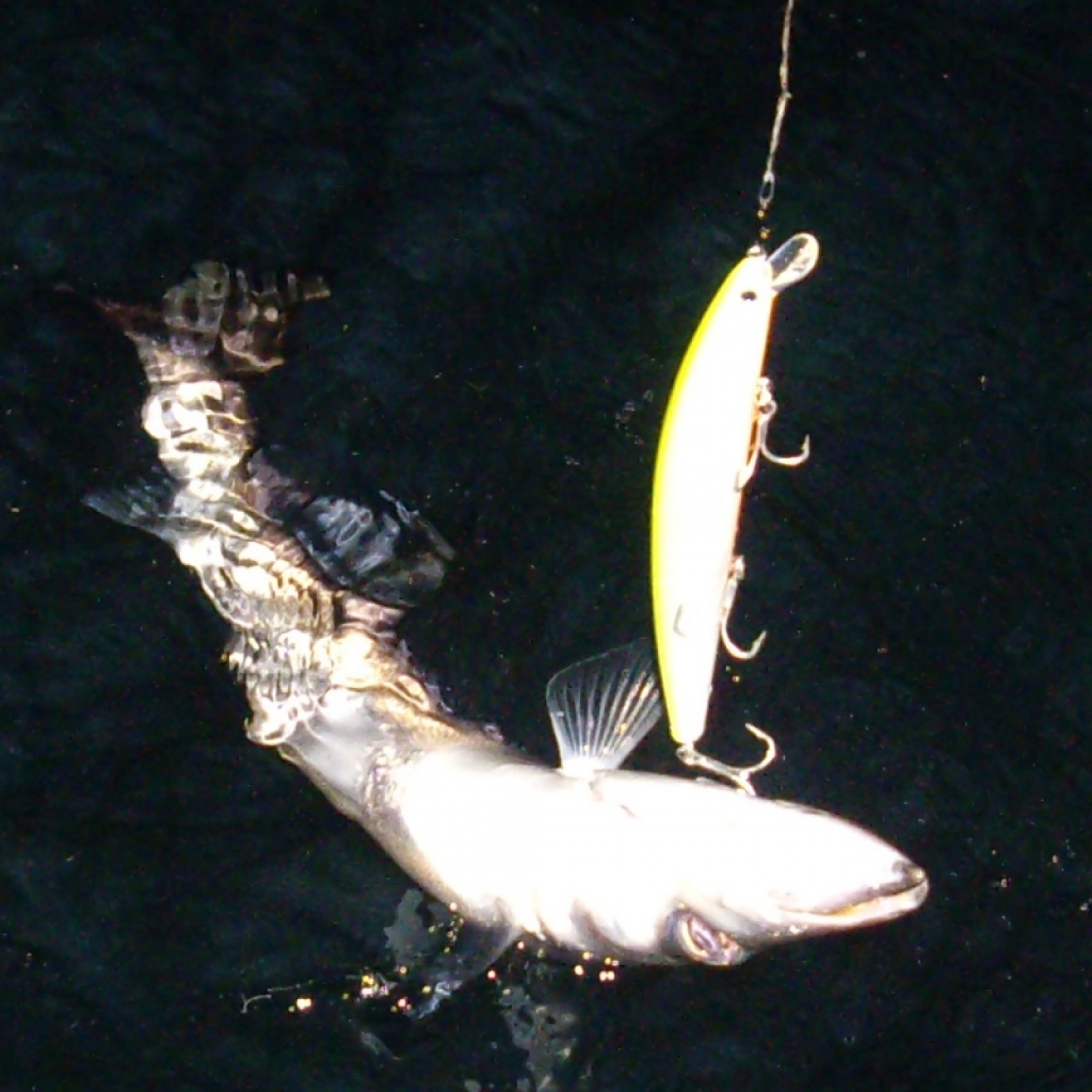 Pêche des barracudas aux leurres
