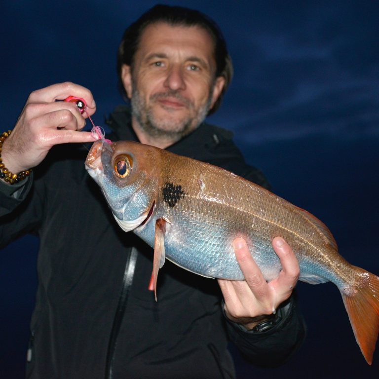 Pouvant atteindre plusieurs kg, la dorade rose est un sparidé très plaisant à pêcher