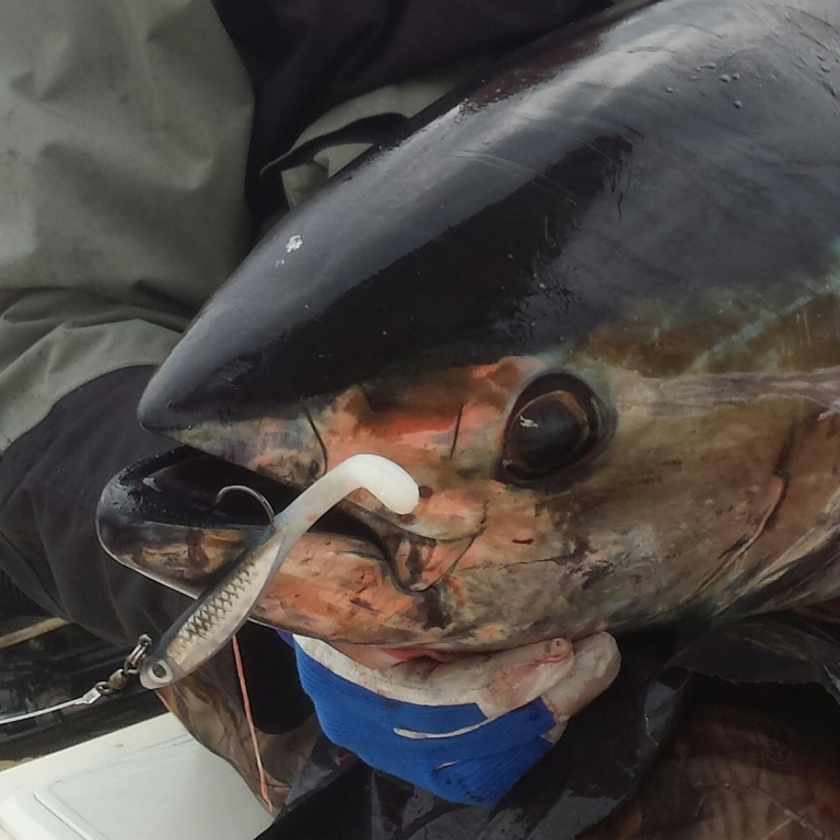 Le Bertox Natural Sardine, autrefois appelé Tinuta, est le leurre souple pour les thons sur chasse