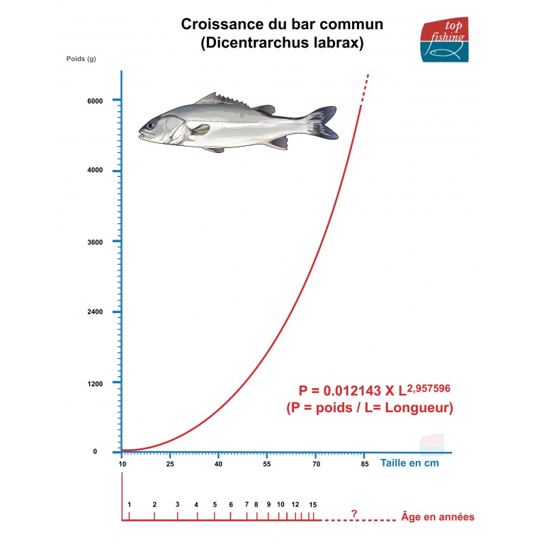 Courbe de croissance du bar (taille / poids) en fonction de l’âge (base : étude de l’Ifremer sur la prise des bars dans le golfe de Gascogne) Courbe de croissance du bar (taille / poids) en fonction de l’âge (base : étude de l’Ifremer sur la prise des bars dans le golfe de Gascogne)