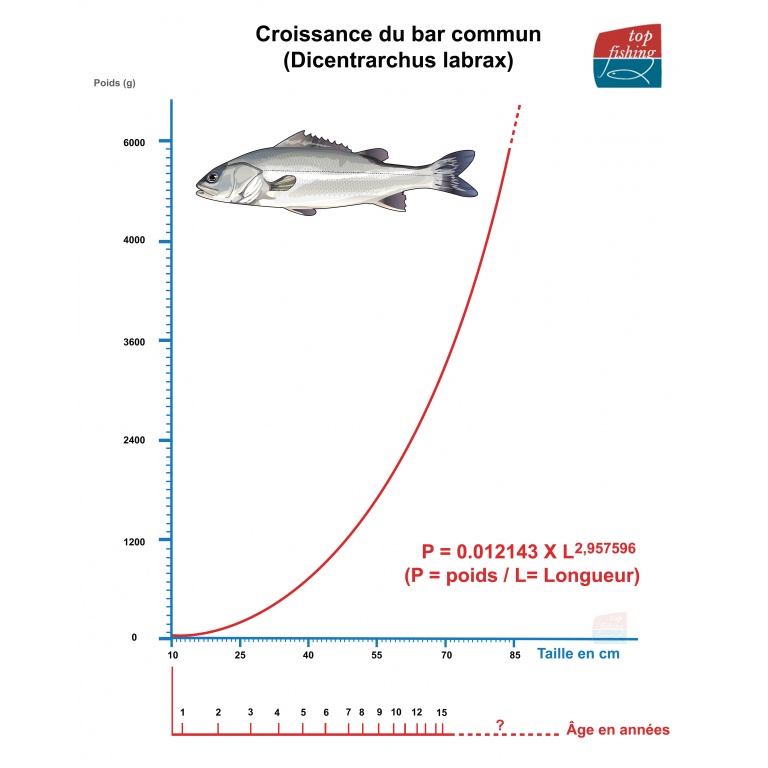 Courbe de croissance du bar (taille / poids) en fonction de l’âge (base : étude de l’Ifremer sur la prise des bars dans le golfe de Gascogne)