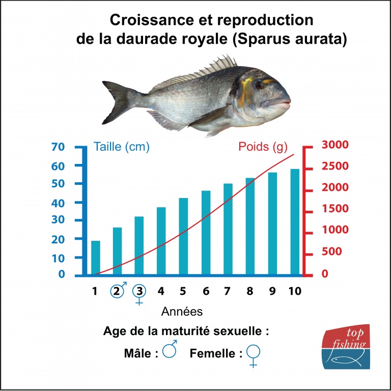 Croissance et reproduction de la daurade royale