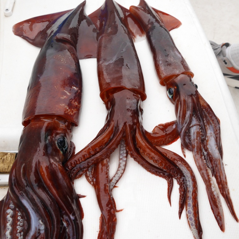 Une lampe Kristal Fishing décuple vos résultats quand vous pêchez les calamars rouges