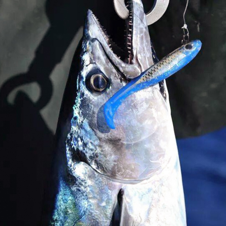 Le Bertox Natural Sardine est également parfait pour pêcher les chasses de bonites !