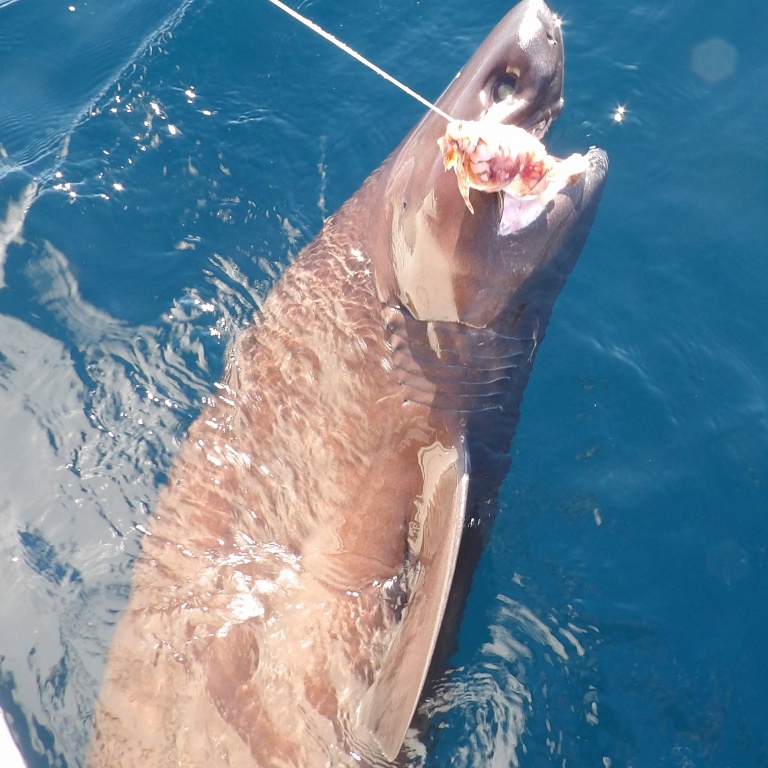 Le requin griset ne souffre pas de décompression et s’avère très vigoureux en surface ! 