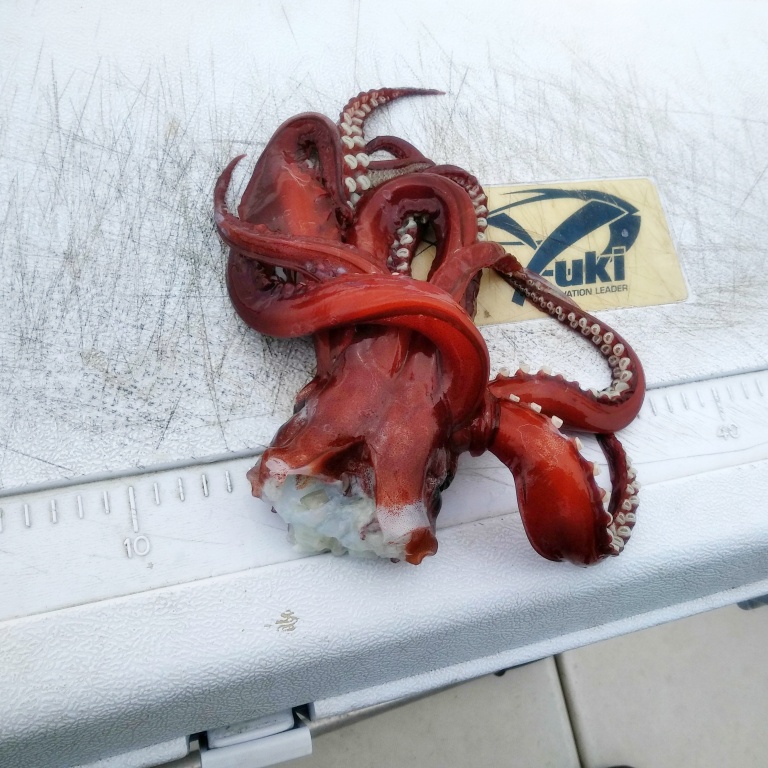 Ce spécimen remonté n’ayant plus que la tête montre bien que les calamars sont cannibales Ce spécimen remonté n’ayant plus que la tête montre bien que les calamars sont cannibales