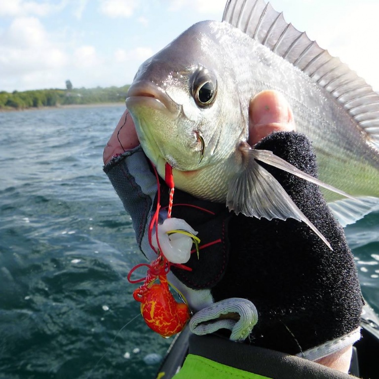 Cette dorade grise a succombée à une lanière de calamar montée sur un tenya Deep Bream