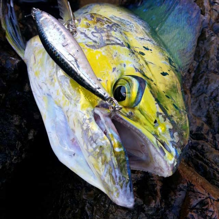 Coryphène prise au Janas 107 en shore jigging ! 