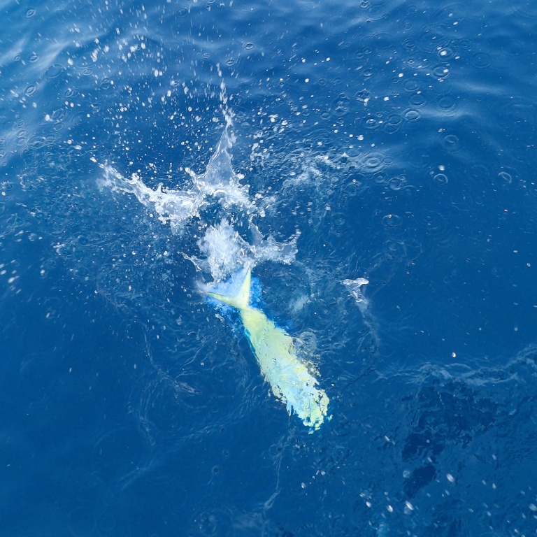 La coryphène est une extraordinaire combattante capable de sauts hors de l’eau et de redémarrages impressionnants !