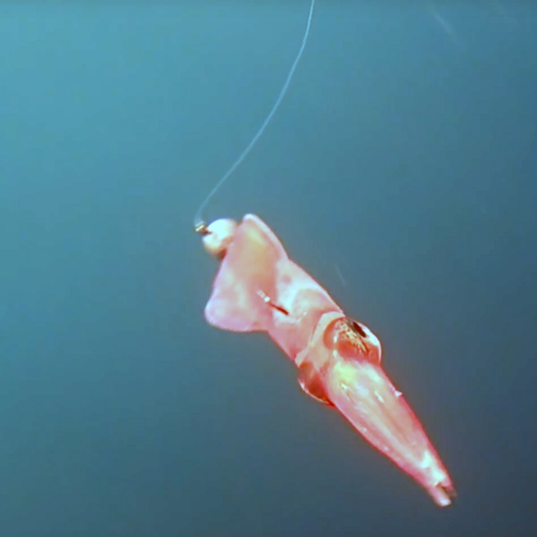 Le calamar vivo en pêche avec une tête spinning