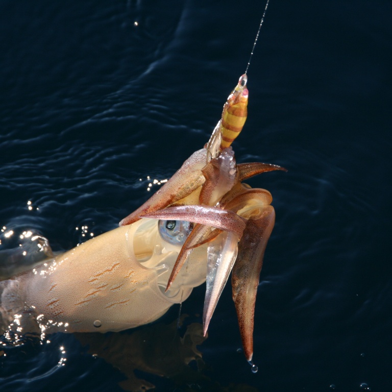 Techniques de pêche en mer, apprendre les secrets