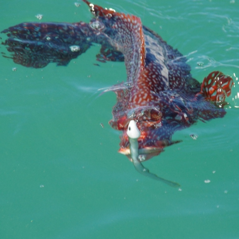 Chapon pêché avec une tête plombée de type poisson