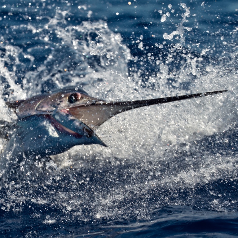 Rush d'un espadon voilier, un poisson très virulent !