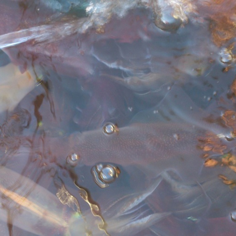 Les calamars sous l'eau. Les calamars sous l'eau.