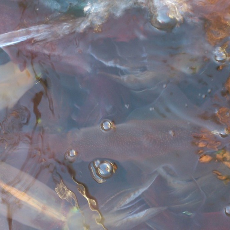 Les calamars sous l'eau.