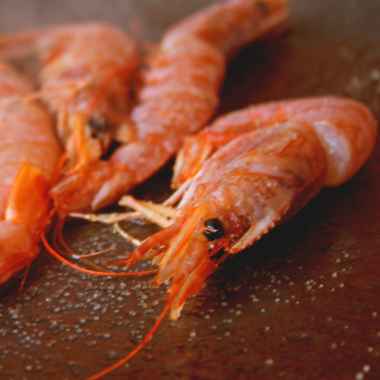 Gambas, l'appât le plus à même de faire sortir un chapon