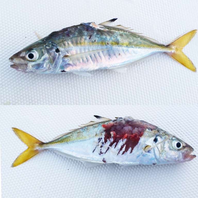 Le Chinchard est un beau vif, il a été largement mâchouillé sans pour autant nous permettre d'attraper la proie espérée Le Chinchard est un beau vif, il a été largement mâchouillé sans pour autant nous permettre d'attraper la proie espérée