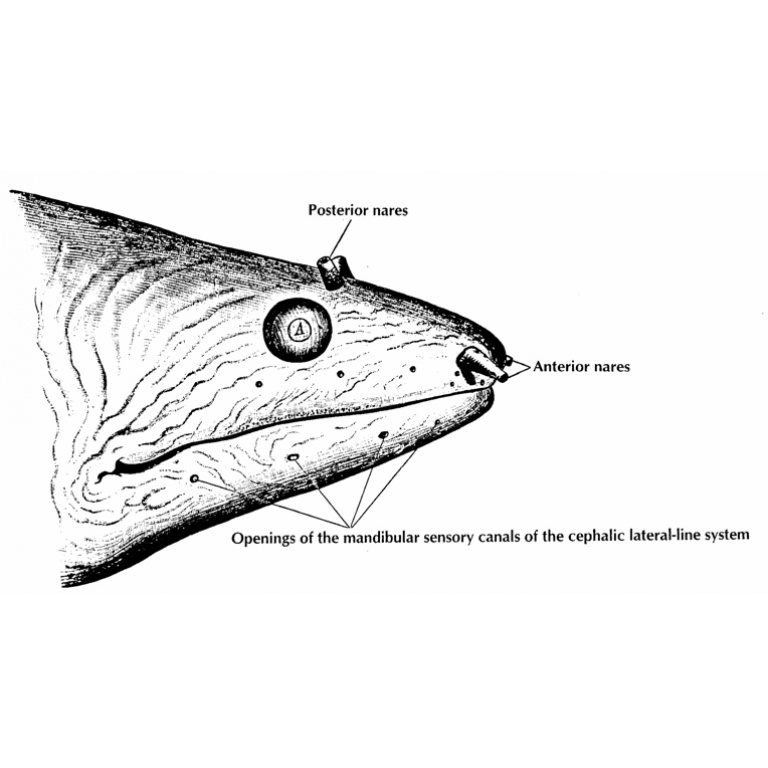 Le systeme olfactif des poissons Le systeme olfactif des poissons