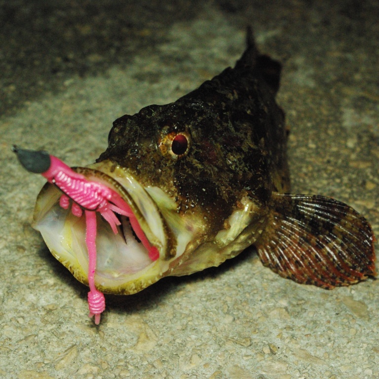 Les grosses rascasses aiment les petites créatures Les grosses rascasses aiment les petites créatures