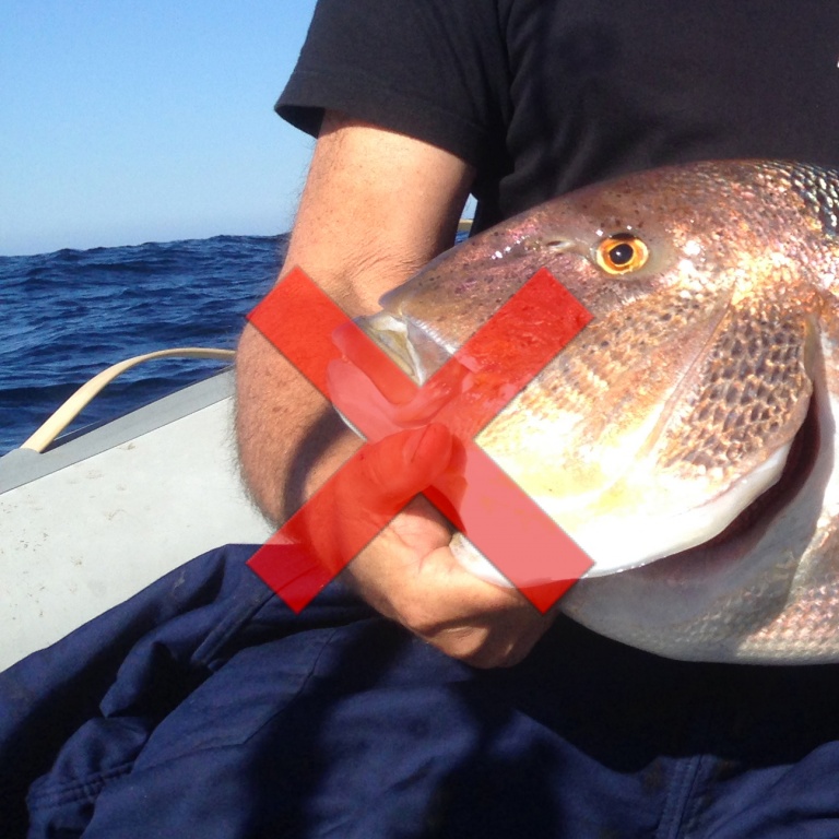 Toucher les branchies d’un poisson est en fait l’équivalent de mettre sa main dans les poumons d’un être humain Toucher les branchies d’un poisson est en fait l’équivalent de mettre sa main dans les poumons d’un être humain