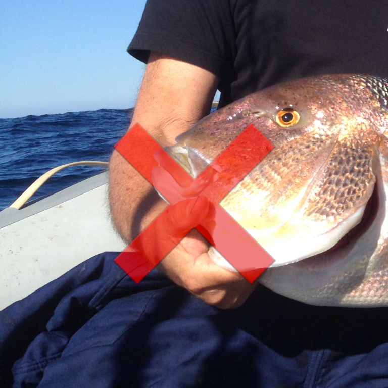 Toucher les branchies d’un poisson est en fait l’équivalent de mettre sa main dans les poumons d’un être humain